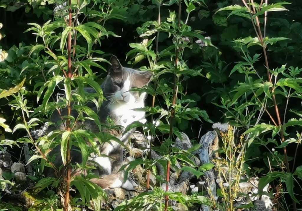 Streunerhilfe, Betreuung verwilderter, kastrierter Katzenkolonien